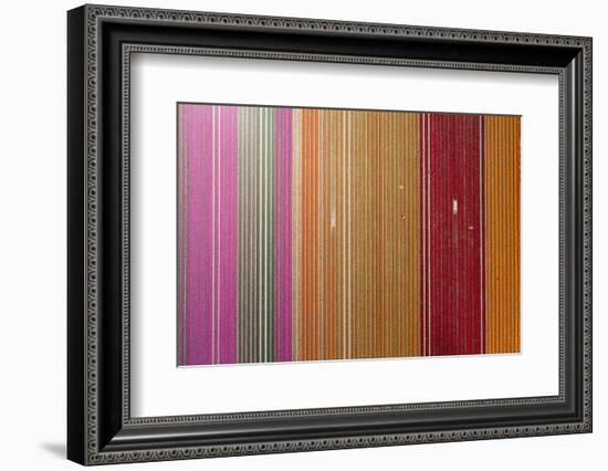 Aerial of workers in colorful tulip fields, Edendale, Southland, South Island, New Zealand.-David Wall-Framed Photographic Print
