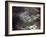 Aerial Photo of Jonestown, Guyana-null-Framed Photo