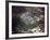 Aerial Photo of Jonestown, Guyana-null-Framed Photo