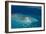 Aerial Photography of Coral Reef Formations of the Great Barrier Reef-Louise Murray-Framed Photographic Print