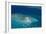 Aerial Photography of Coral Reef Formations of the Great Barrier Reef-Louise Murray-Framed Photographic Print