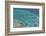 Aerial Photography of Coral Reef Formations of the Great Barrier Reef-Louise Murray-Framed Photographic Print