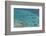 Aerial Photography of Coral Reef Formations of the Great Barrier Reef-Louise Murray-Framed Photographic Print