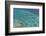 Aerial Photography of Coral Reef Formations of the Great Barrier Reef-Louise Murray-Framed Photographic Print