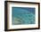 Aerial Photography of Coral Reef Formations of the Great Barrier Reef-Louise Murray-Framed Photographic Print