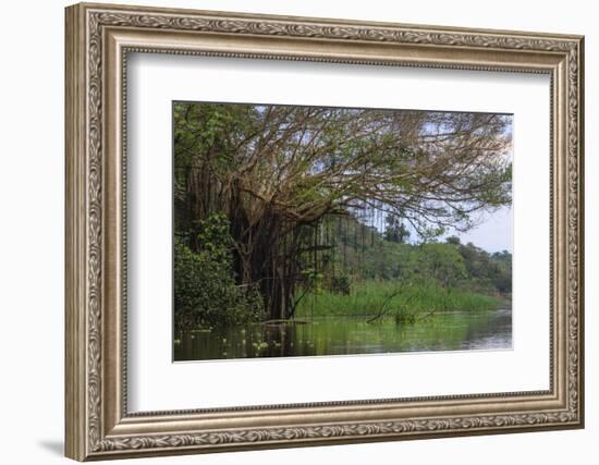 Aerial roots on tree, Amazon basin, Peru.-Tom Norring-Framed Photographic Print