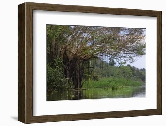 Aerial roots on tree, Amazon basin, Peru.-Tom Norring-Framed Photographic Print