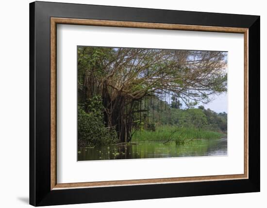 Aerial roots on tree, Amazon basin, Peru.-Tom Norring-Framed Photographic Print