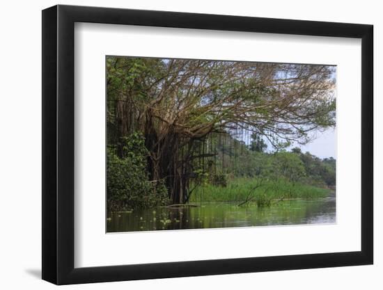 Aerial roots on tree, Amazon basin, Peru.-Tom Norring-Framed Photographic Print