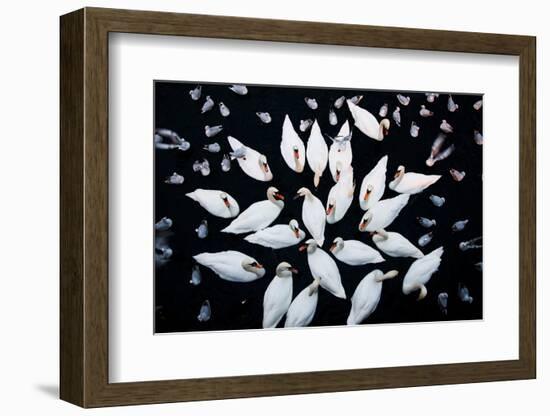 Aerial shot of a group of Mute swans and gulls, Switzerland-Mateusz Piesiak-Framed Photographic Print