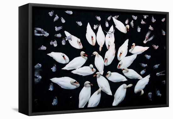 Aerial shot of a group of Mute swans and gulls, Switzerland-Mateusz Piesiak-Framed Premier Image Canvas