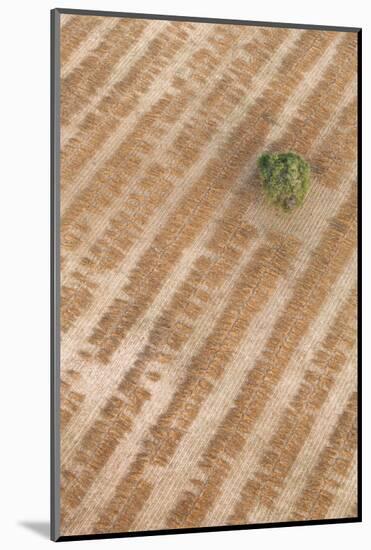 Aerial Shot of Field at Bagan, Myanmar-Harry Marx-Mounted Photographic Print