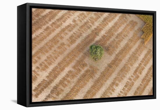 Aerial Shot of Field at Bagan, Myanmar-Harry Marx-Framed Premier Image Canvas