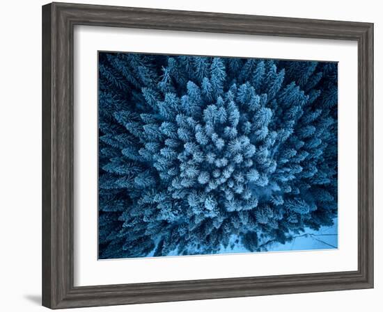 Aerial View from above of Winter Forest Covered in Snow. Pine Tree and Spruce Forest Top View. Cold-null-Framed Photographic Print