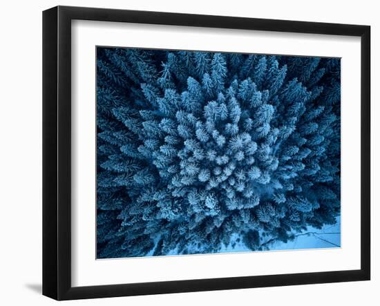 Aerial View from above of Winter Forest Covered in Snow. Pine Tree and Spruce Forest Top View. Cold-null-Framed Photographic Print