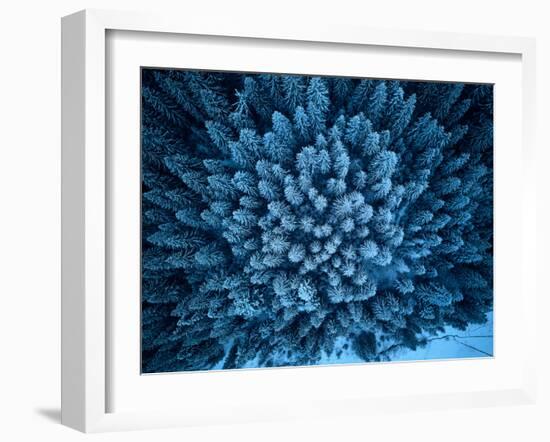 Aerial View from above of Winter Forest Covered in Snow. Pine Tree and Spruce Forest Top View. Cold-null-Framed Photographic Print