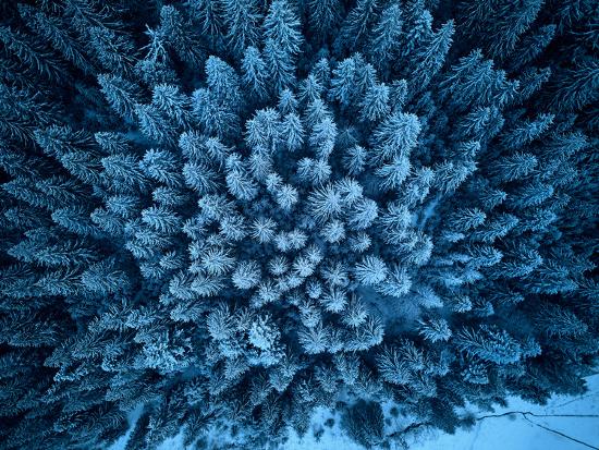 Aerial View From Above Of Winter Forest Covered In Snow Pine Tree And Spruce Forest Top View Cold Photographic Print Art Com