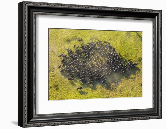 Aerial View Herd of African Buffalo'S, Okavango Delta, Botswana, Africa-Peter Adams-Framed Photographic Print