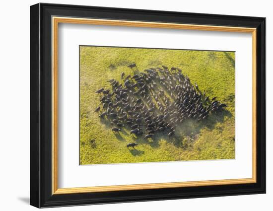 Aerial View Herd of African Buffalo'S, Okavango Delta, Botswana, Africa-Peter Adams-Framed Photographic Print