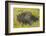 Aerial View Herd of African Buffalo'S, Okavango Delta, Botswana, Africa-Peter Adams-Framed Photographic Print