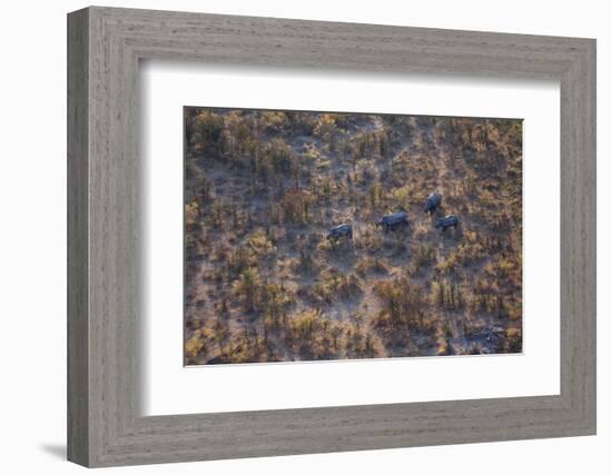 Aerial view of a herd of wild White rhinoceros running free, Okavango Delta, Botswana-Neil Aldridge-Framed Photographic Print