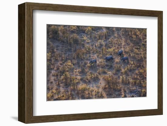 Aerial view of a herd of wild White rhinoceros running free, Okavango Delta, Botswana-Neil Aldridge-Framed Photographic Print