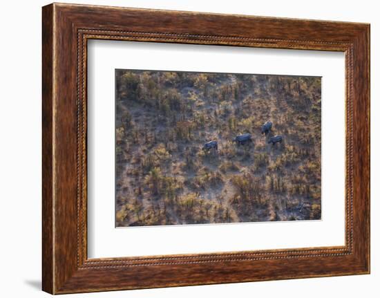 Aerial view of a herd of wild White rhinoceros running free, Okavango Delta, Botswana-Neil Aldridge-Framed Photographic Print