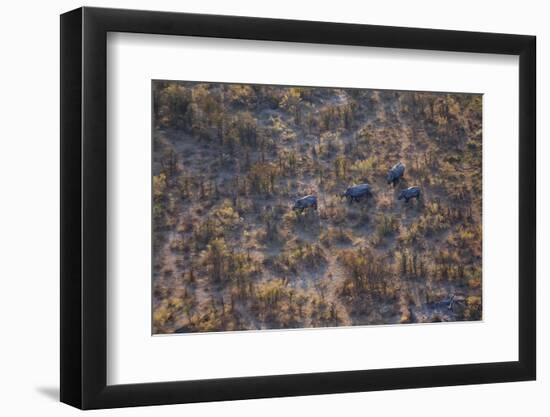 Aerial view of a herd of wild White rhinoceros running free, Okavango Delta, Botswana-Neil Aldridge-Framed Photographic Print