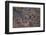 Aerial view of a herd of wild White rhinoceros running free, Okavango Delta, Botswana-Neil Aldridge-Framed Photographic Print