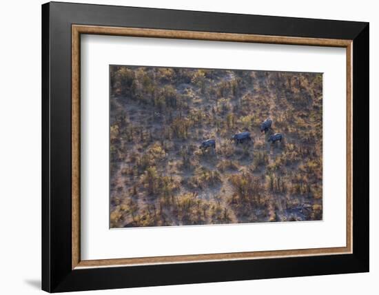 Aerial view of a herd of wild White rhinoceros running free, Okavango Delta, Botswana-Neil Aldridge-Framed Photographic Print