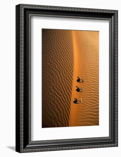 Aerial view of a line of camels casting shadows while walking in the Arabian Desert near the city o-Miva Stock-Framed Photographic Print