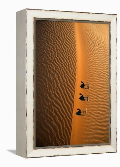 Aerial view of a line of camels casting shadows while walking in the Arabian Desert near the city o-Miva Stock-Framed Premier Image Canvas