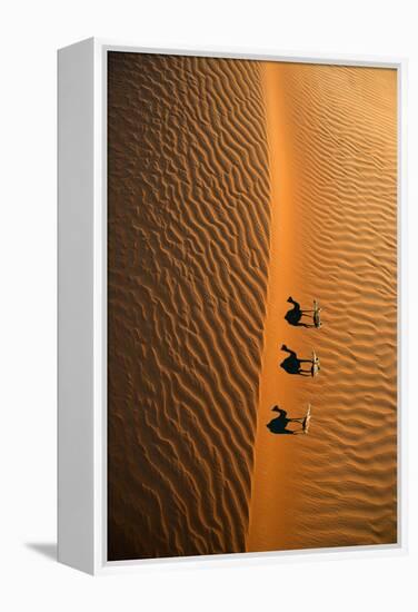 Aerial view of a line of camels casting shadows while walking in the Arabian Desert near the city o-Miva Stock-Framed Premier Image Canvas