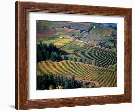 Aerial View of a Vineyard in the Willamette Valley, Oregon, USA-Janis Miglavs-Framed Photographic Print