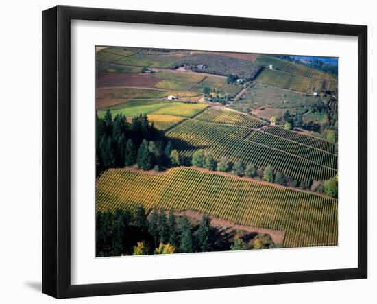 Aerial View of a Vineyard in the Willamette Valley, Oregon, USA-Janis Miglavs-Framed Photographic Print