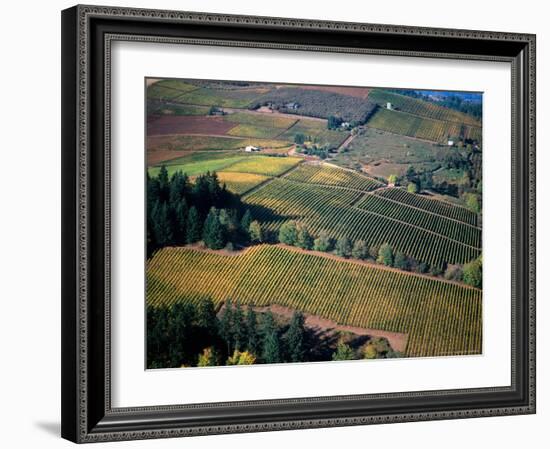 Aerial View of a Vineyard in the Willamette Valley, Oregon, USA-Janis Miglavs-Framed Photographic Print