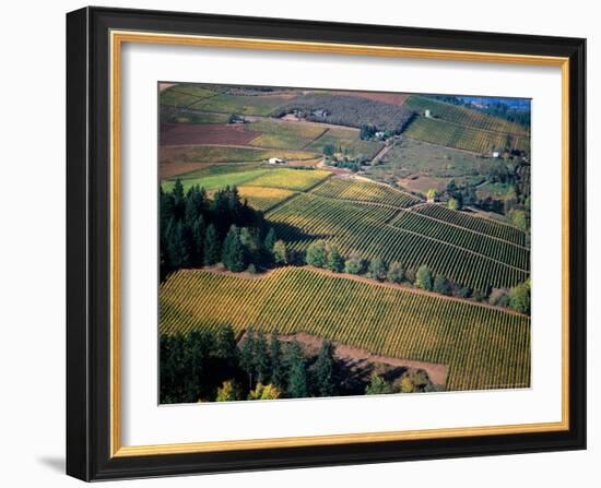 Aerial View of a Vineyard in the Willamette Valley, Oregon, USA-Janis Miglavs-Framed Photographic Print