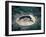 Aerial View of a Yanomami Yano Near Tooto Tobi, Brazil, South America-Robin Hanbury-tenison-Framed Photographic Print