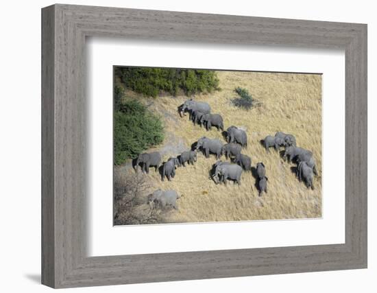 Aerial view of African elephants (Loxodonta africana), Okavango Delta, Botswana, Africa-Sergio Pitamitz-Framed Photographic Print