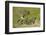 Aerial view of African elephants (Loxodonta africana), Okavango Delta, Botswana, Africa-Sergio Pitamitz-Framed Photographic Print