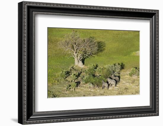 Aerial view of African elephants (Loxodonta africana), Okavango Delta, Botswana, Africa-Sergio Pitamitz-Framed Photographic Print