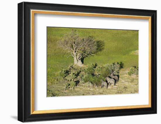 Aerial view of African elephants (Loxodonta africana), Okavango Delta, Botswana, Africa-Sergio Pitamitz-Framed Photographic Print