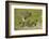 Aerial view of African elephants (Loxodonta africana), Okavango Delta, Botswana, Africa-Sergio Pitamitz-Framed Photographic Print