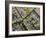 Aerial View of Amsterdam, Holland, Netherlands-Peter Adams-Framed Photographic Print