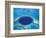 Aerial View of Blue Hole at Lighthouse Reef, Belize-Greg Johnston-Framed Photographic Print