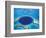 Aerial View of Blue Hole at Lighthouse Reef, Belize-Greg Johnston-Framed Photographic Print