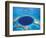 Aerial View of Blue Hole at Lighthouse Reef, Belize-Greg Johnston-Framed Photographic Print