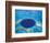 Aerial View of Blue Hole at Lighthouse Reef, Belize-Greg Johnston-Framed Photographic Print