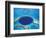 Aerial View of Blue Hole at Lighthouse Reef, Belize-Greg Johnston-Framed Photographic Print