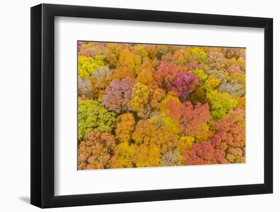 Aerial view of colorful trees in forest, Stephen A. Forbes State Park, Marion Co., Illinois, USA-Panoramic Images-Framed Photographic Print